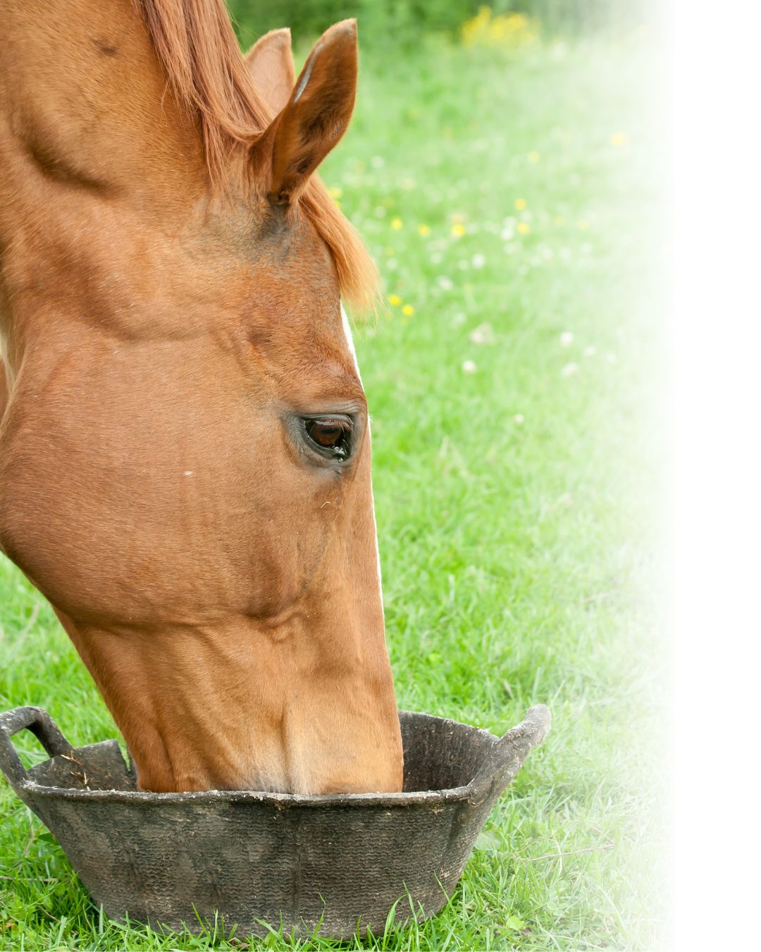 Featured image for “Fillers, Binders and Molasses: What Are They? and Should You Avoid Them?”