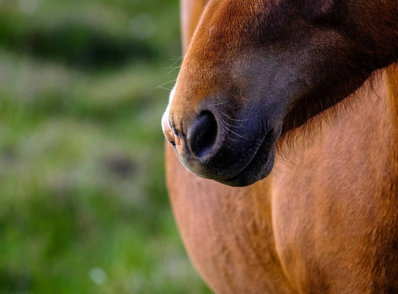 Featured image for “Understanding Your Horses’s Hindgut”