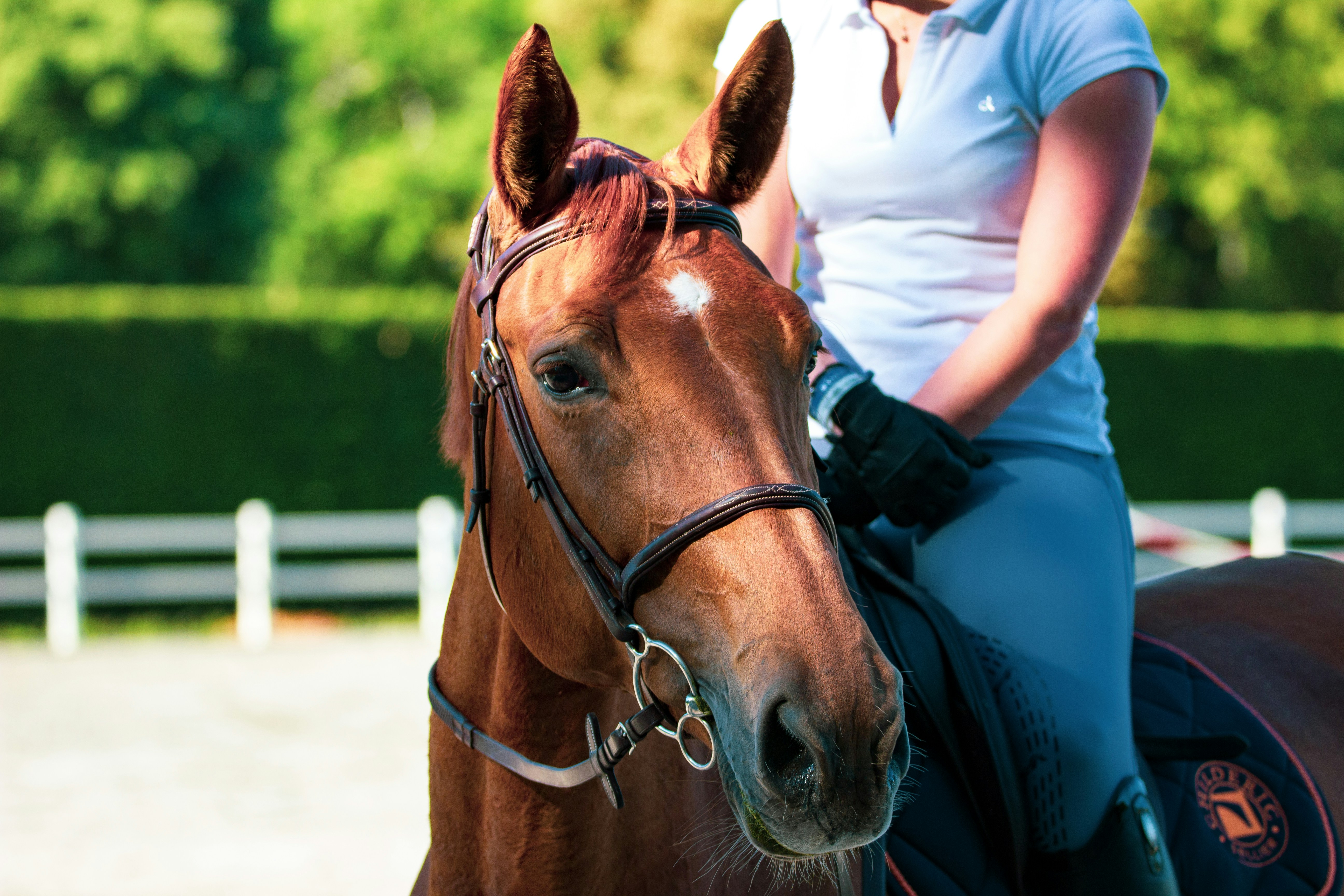 Featured image for “The Importance of Protein in Your Horses Diet”